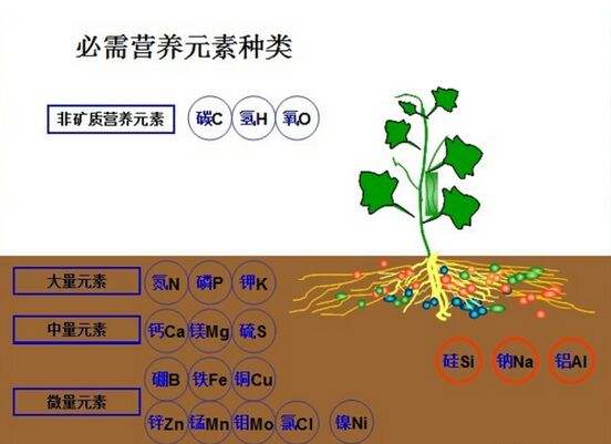 植物必需營(yíng)養(yǎng)元素有哪些種類？